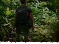 rainforest.jpg