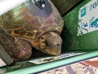 Tour de Turtles 2017